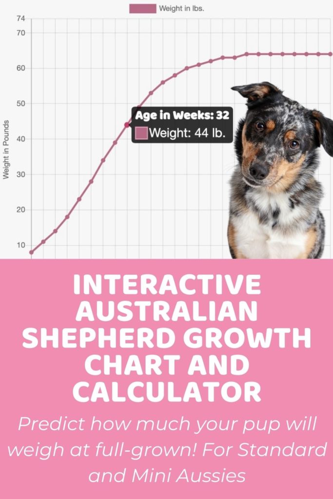 Interactive Australian Shepherd Growth Chart and Calculator