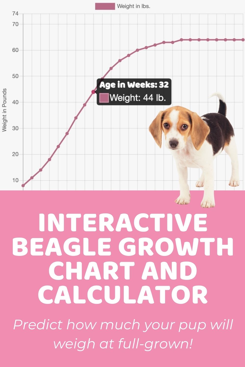 Interactive Beagle Growth Chart and Calculator