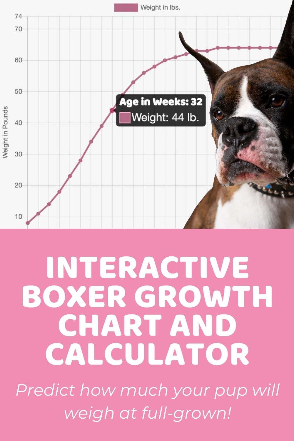 Interactive Boxer Growth Chart and Calculator Puppy Weight Calculator