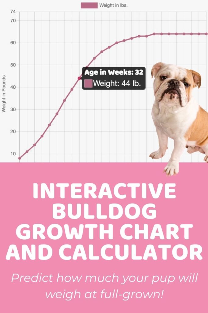 Interactive Bulldog Growth Chart and Calculator