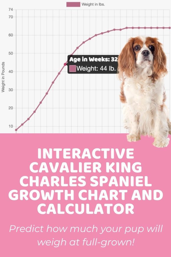 Spaniel Size Chart