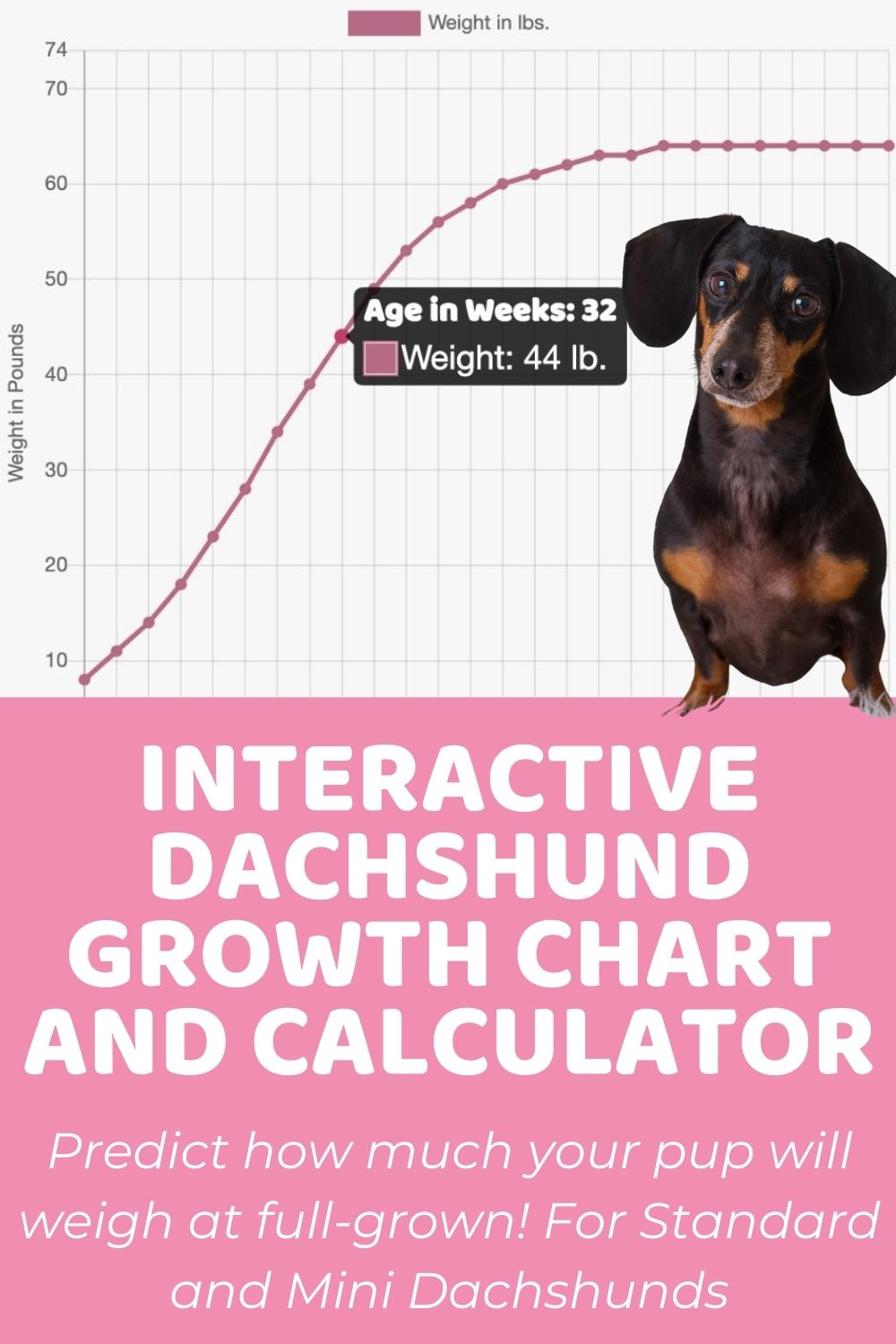 Interactive Dachshund (Standard) Growth Chart and