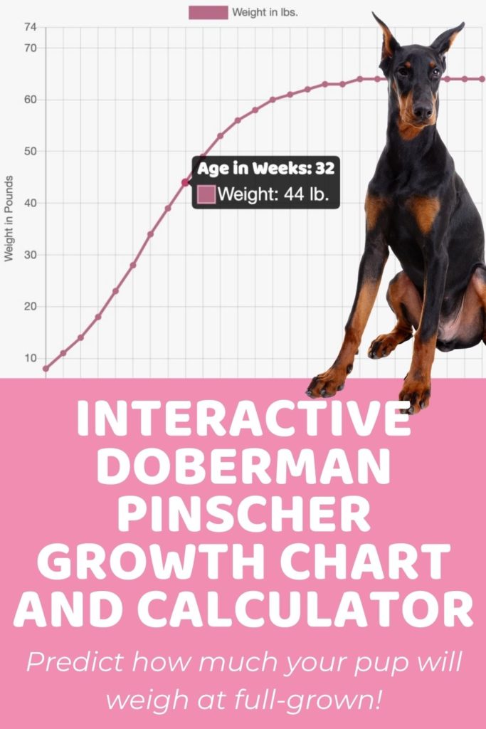 Interactive Doberman Pinscher Growth Chart and Calculator