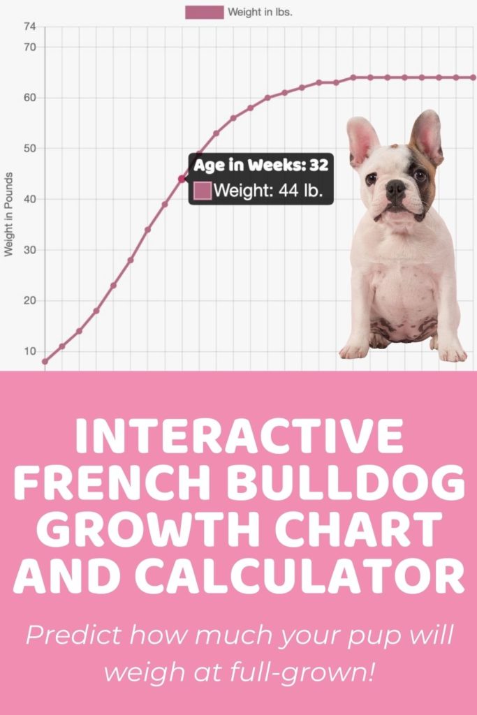 Interactive French Bulldog Growth Chart and Calculator