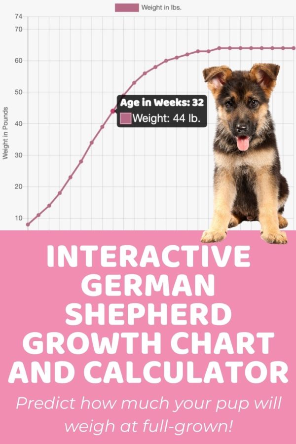 German Shepherd Size Guide How Big Does a German Shepherd Get?