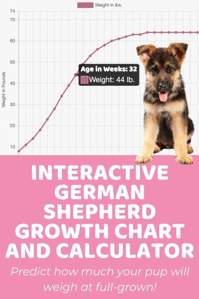 Interactive German Shepherd Growth Chart and Calculator