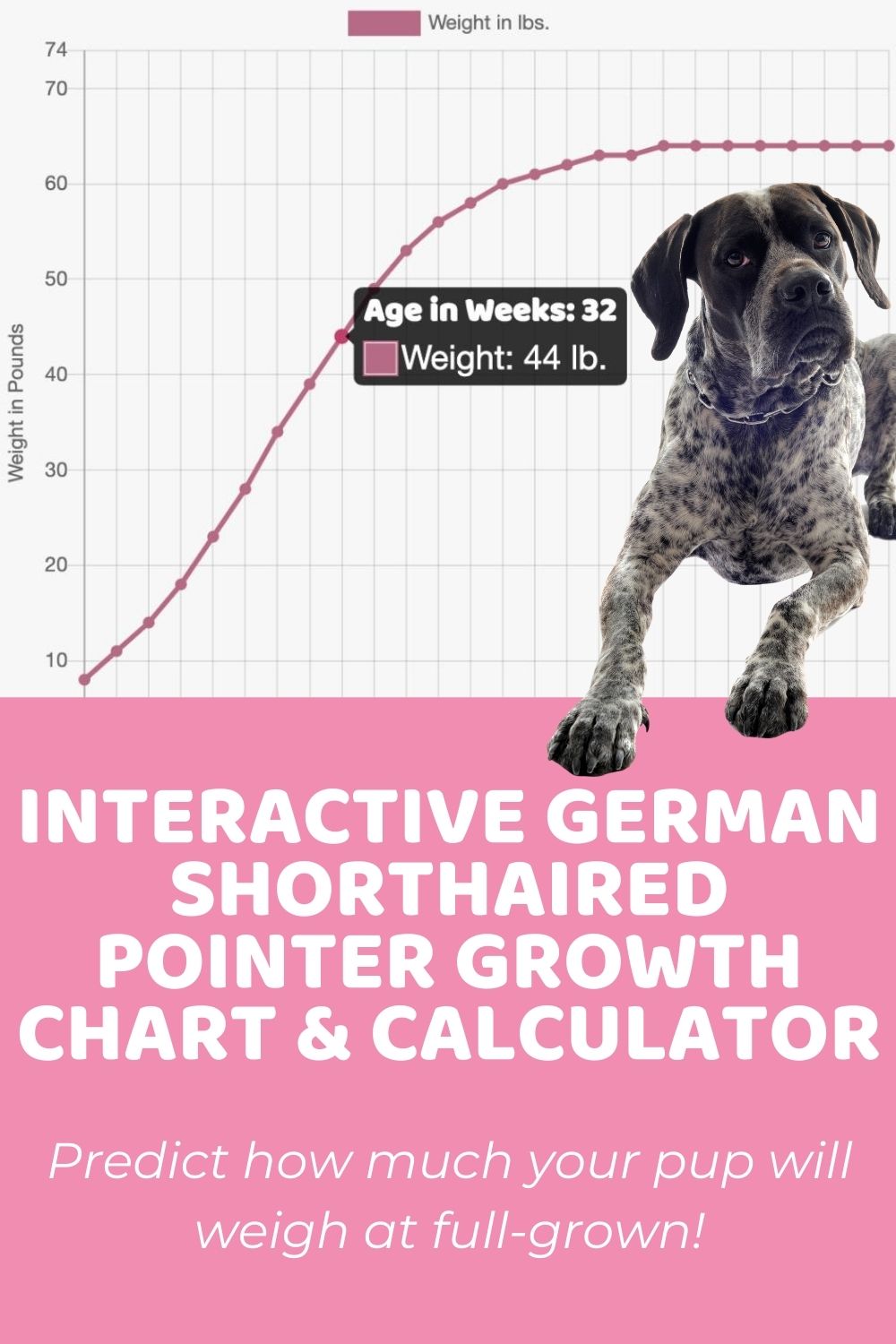 Interactive German Shorthaired Pointer Growth Chart and Calculator - P