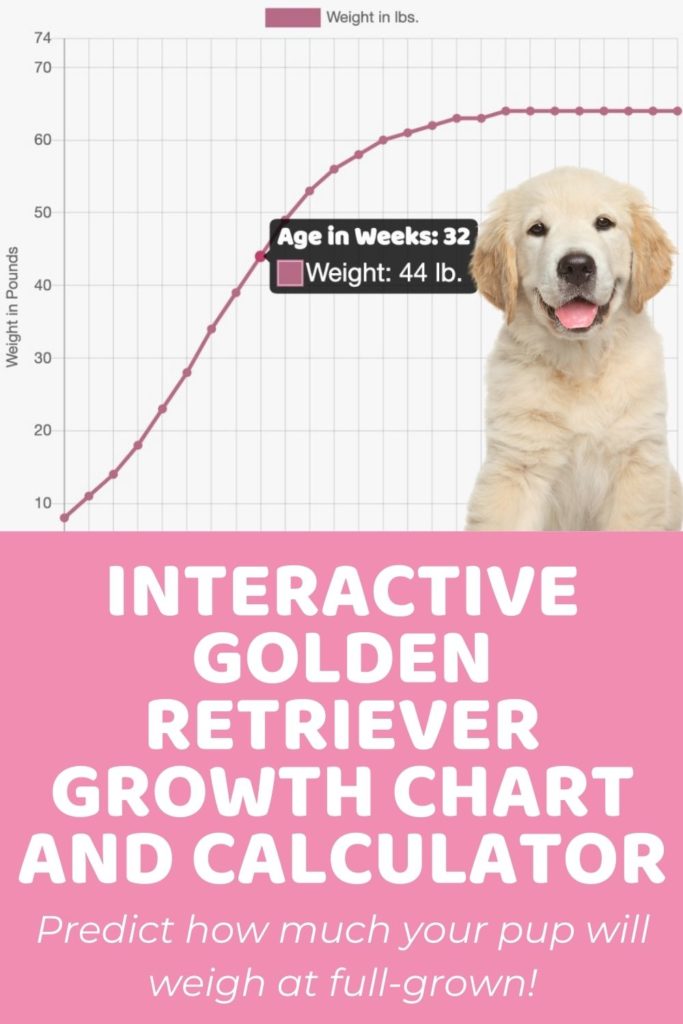 Interactive Golden Retriever Growth Chart and Calculator