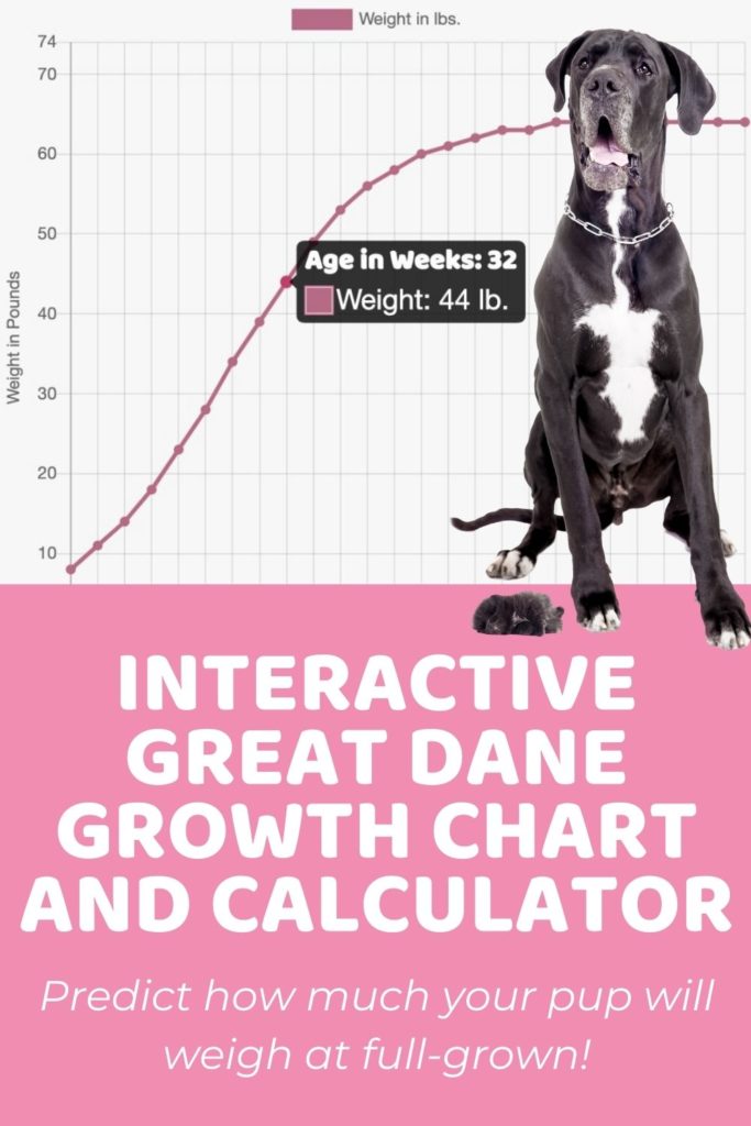 Interactive Great Dane Growth Chart and Calculator