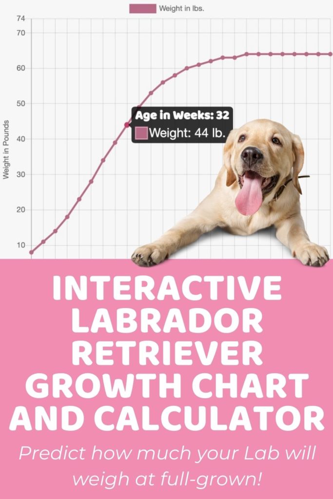 Interactive Labrador Retriever Growth Chart and Calculator