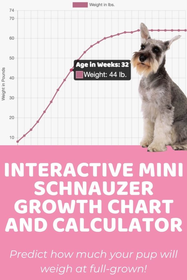Miniature Schnauzer Size Guide How Big Does a Mini Schnauzer Get?