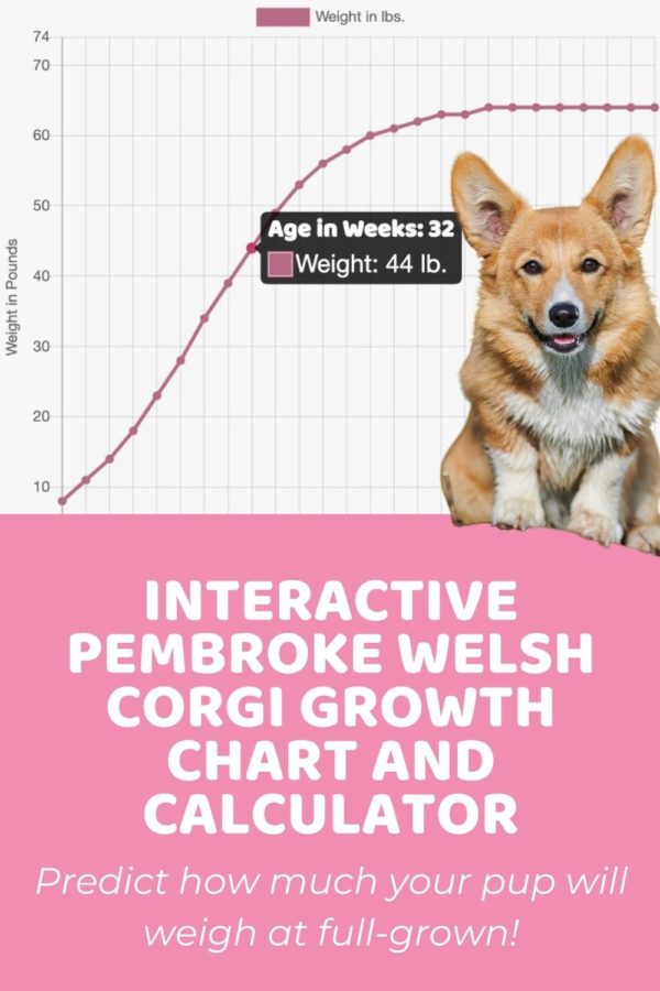 Pembroke Welsh Size Guide Size Chart & Growth Calculator