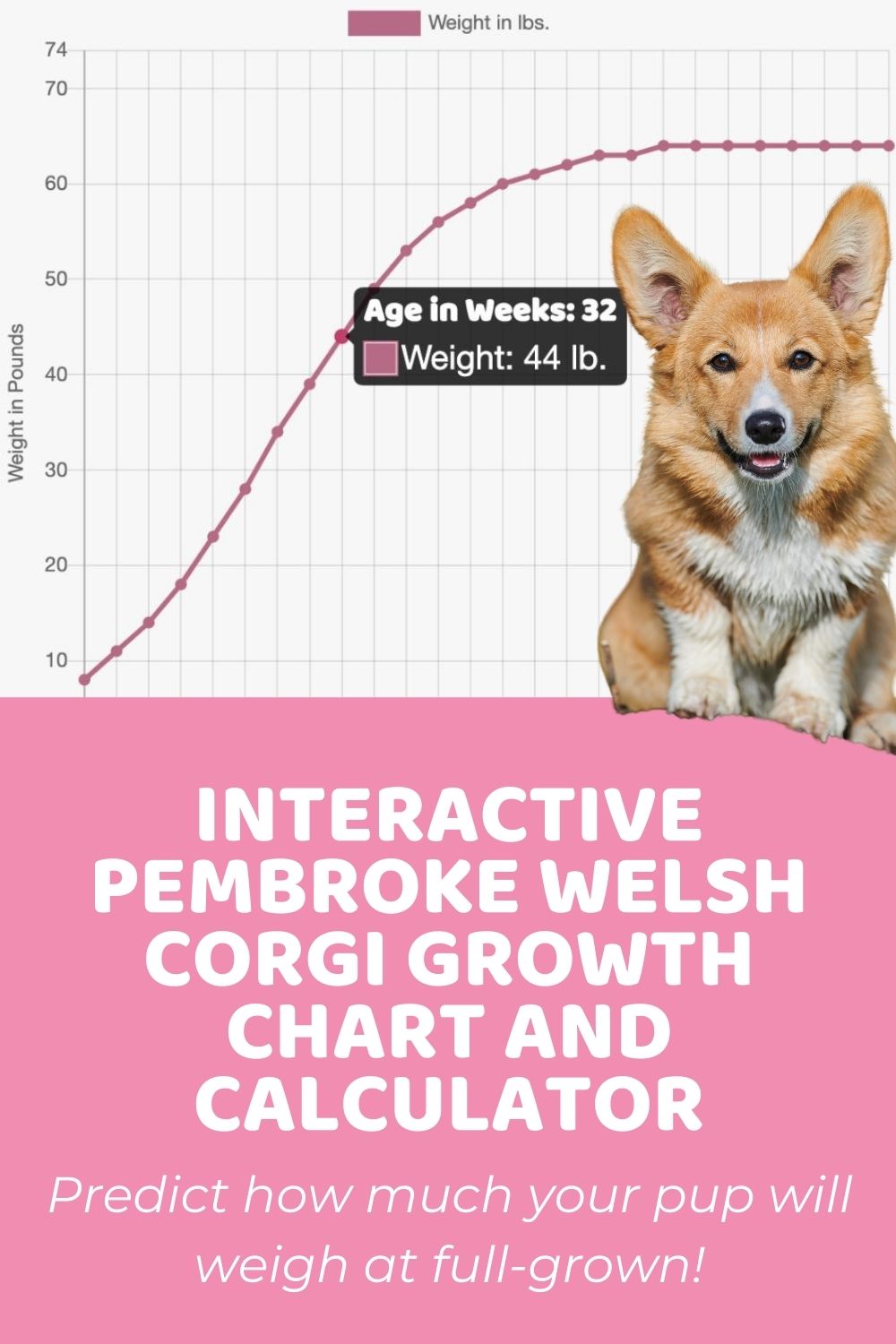 Interactive Pembroke Welsh Corgi Growth Chart and Calculator