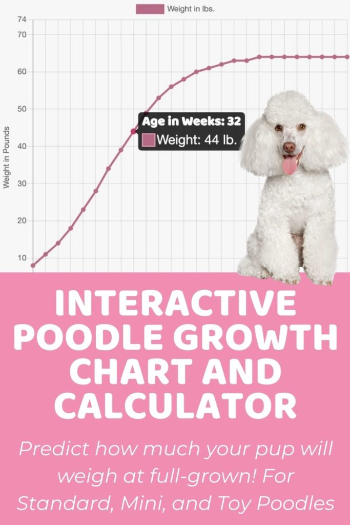 Interactive Standard Poodle Growth Chart and Calculator