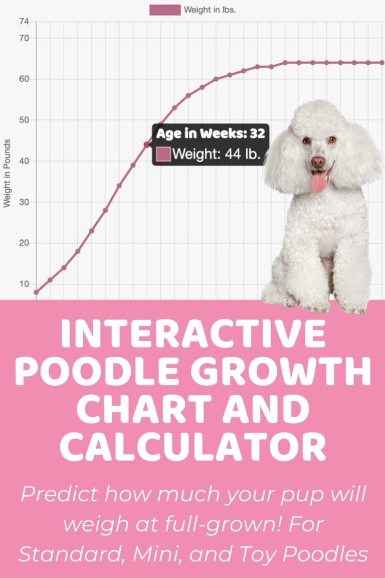 Poodle (Miniature) Archives - Puppy Weight Calculator