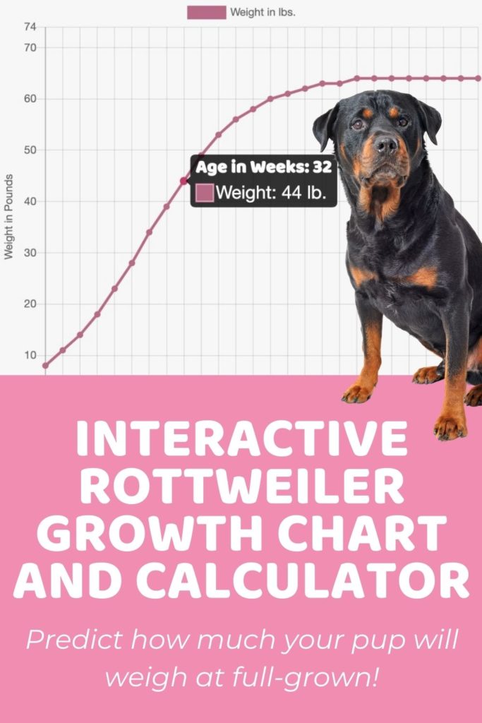 Interactive Rottweiler Growth Chart and Calculator
