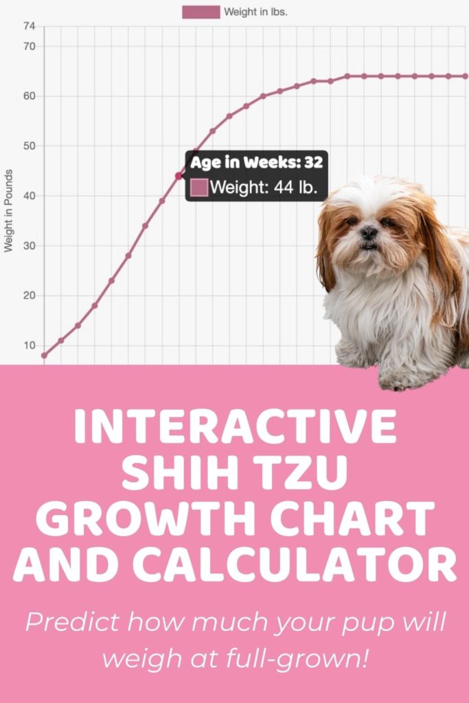Interactive Shih Tzu Growth Chart and Calculator