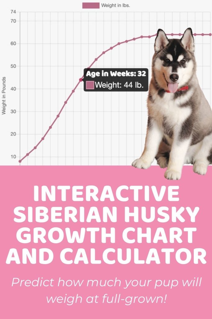 Interactive Siberian Husky Growth Chart and Calculator