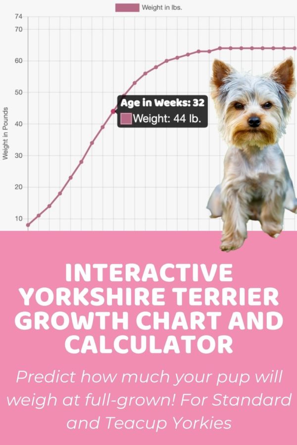 Yorkshire Terrier Size Guide How Big Does a Yorkshire Terrier Get?