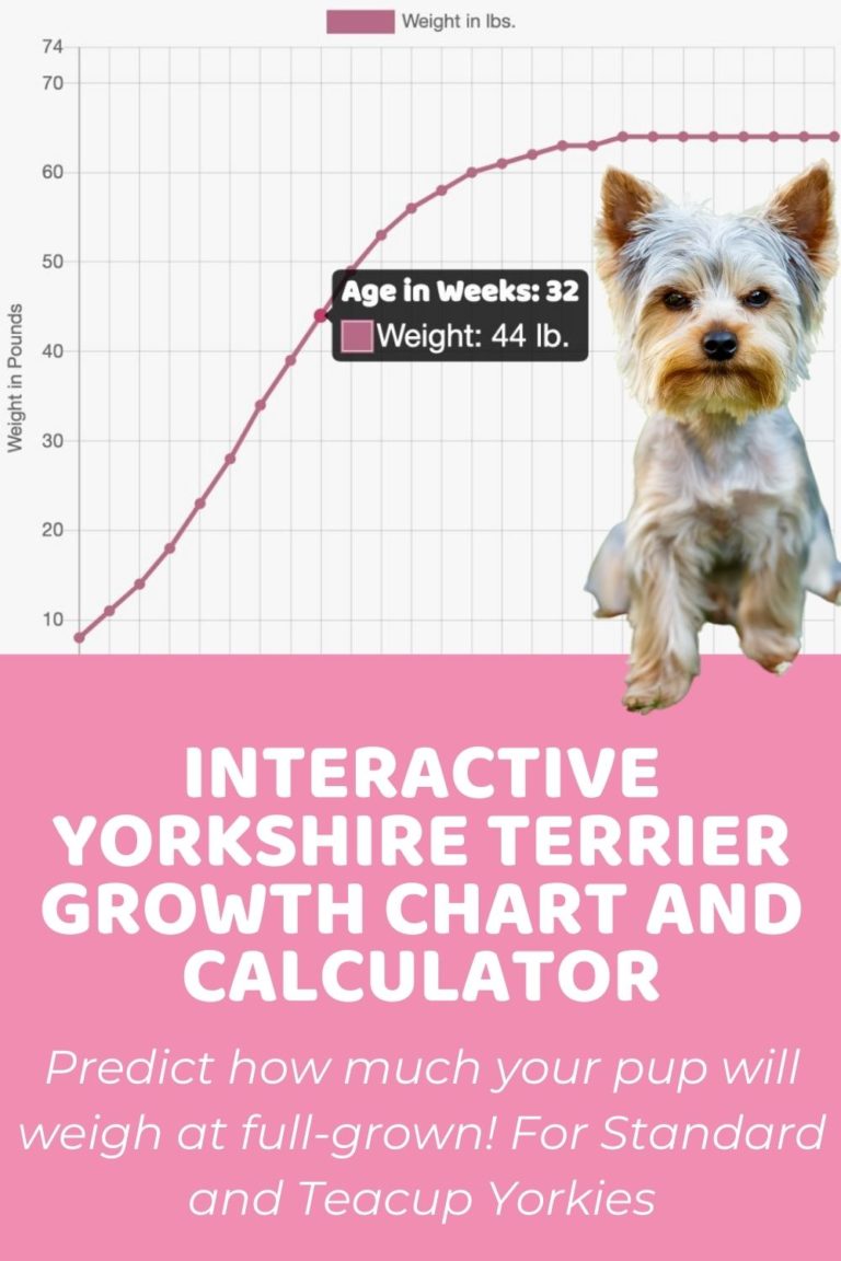 Yorkshire Terrier Archives Puppy Weight Calculator
