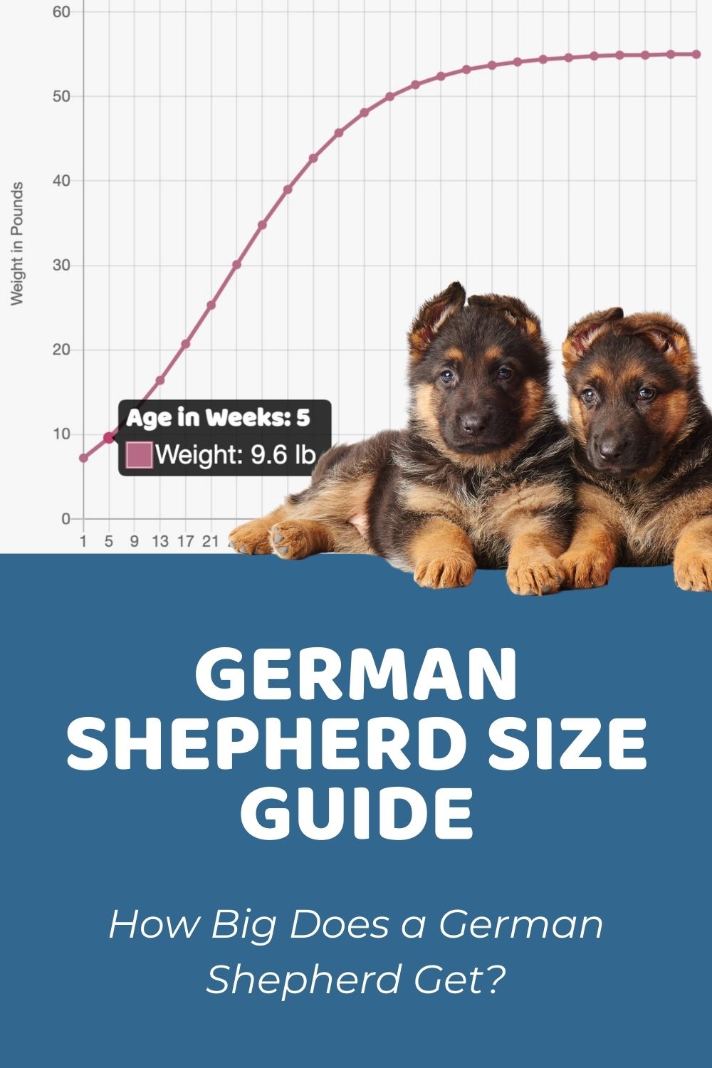 german shepherd weight chart guide