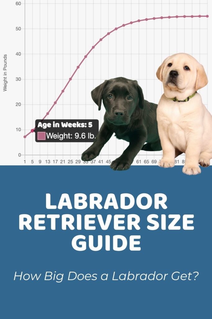 Labrador Retriever Size Guide_ How Big Does a Labrador Get?