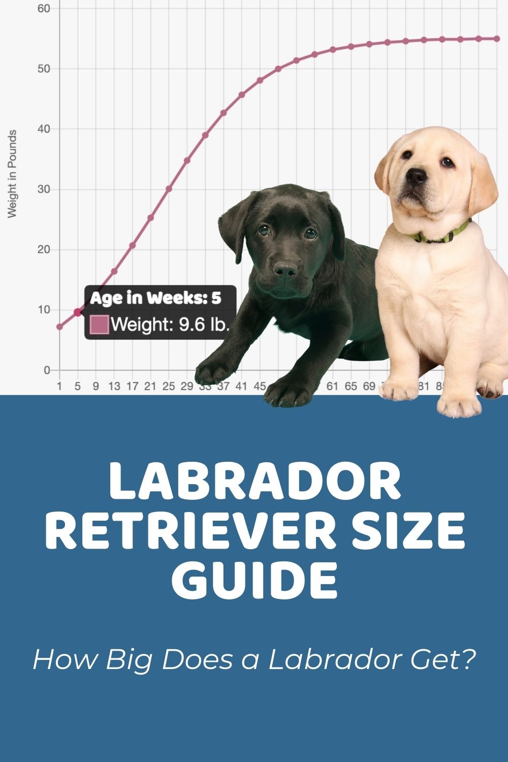 labrador growth rate chart