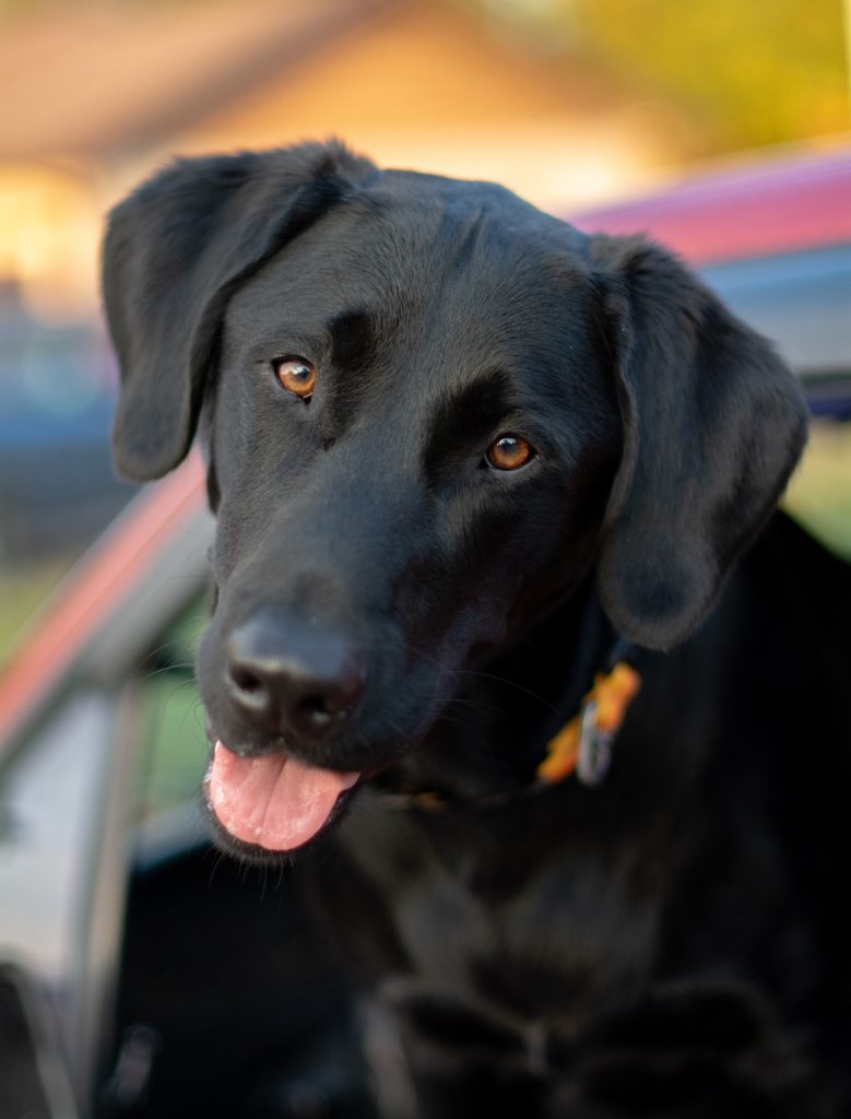 how big will my labrador puppy get