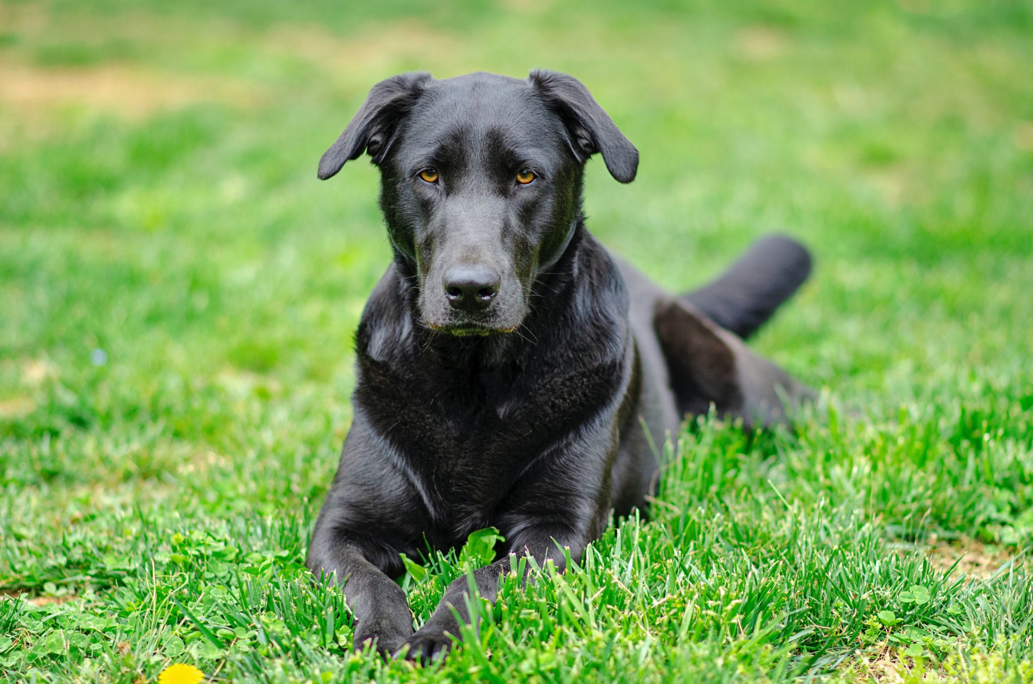 Labrador Retriever Size Guide