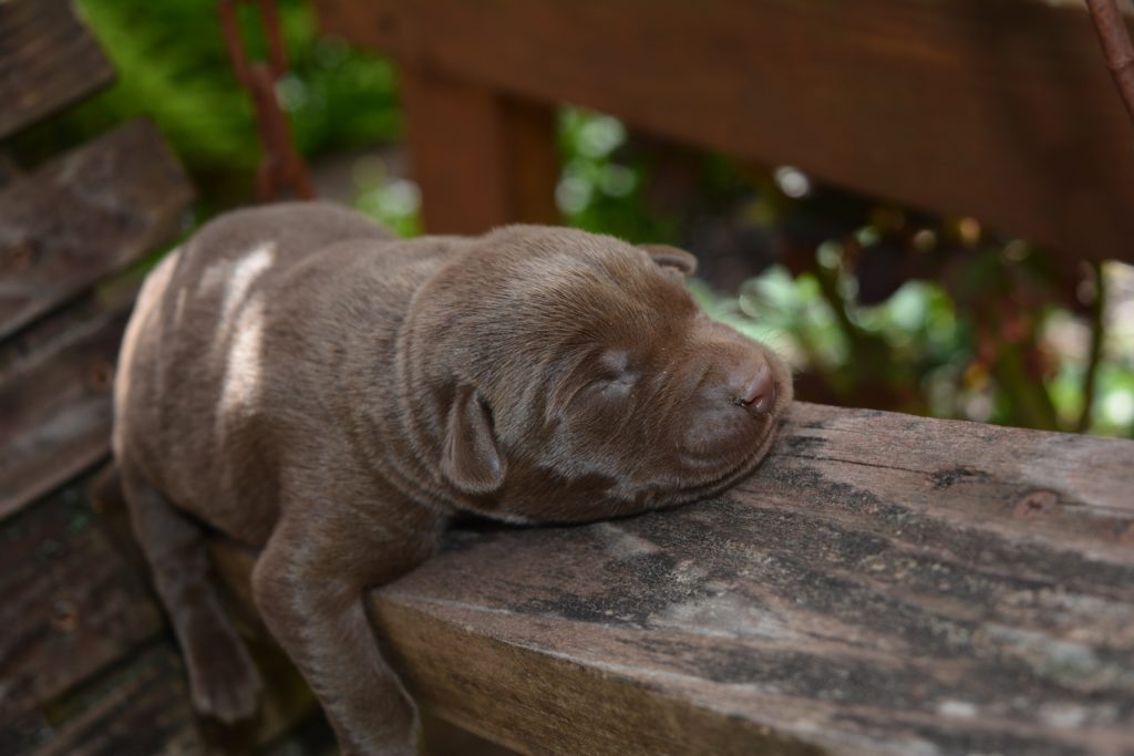Labrador Retriever Size Puppy