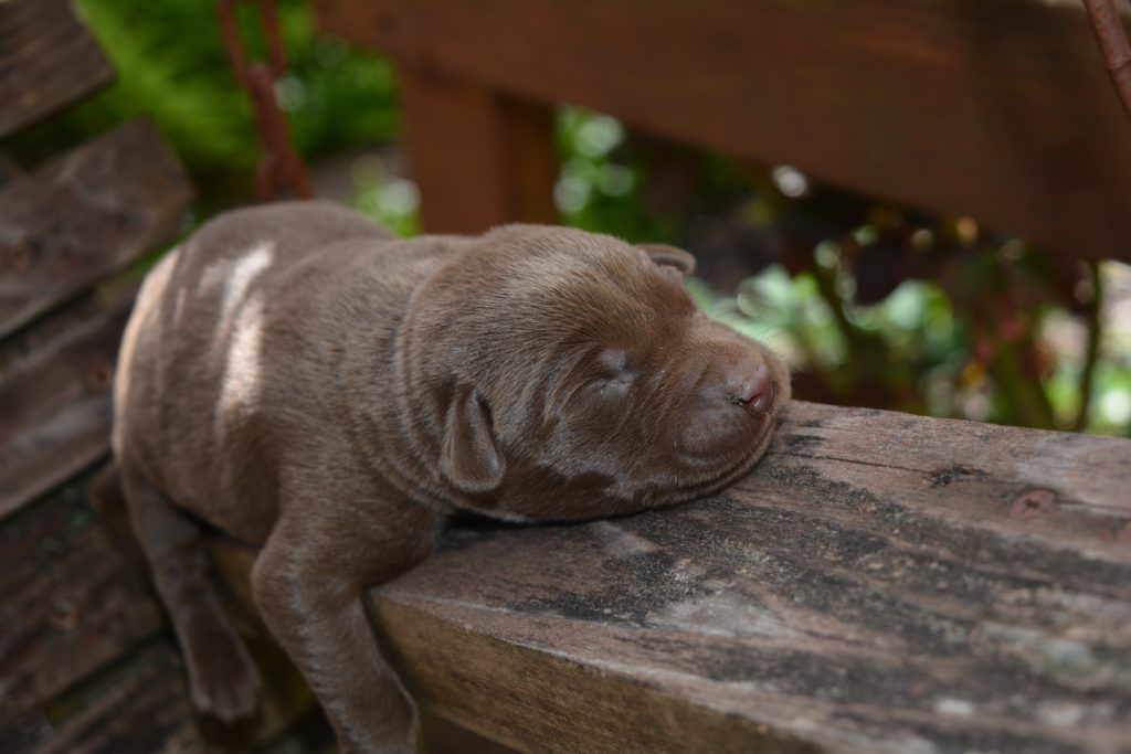 Labrador Retriever Size Guide: How Big Does a Labrador Get?