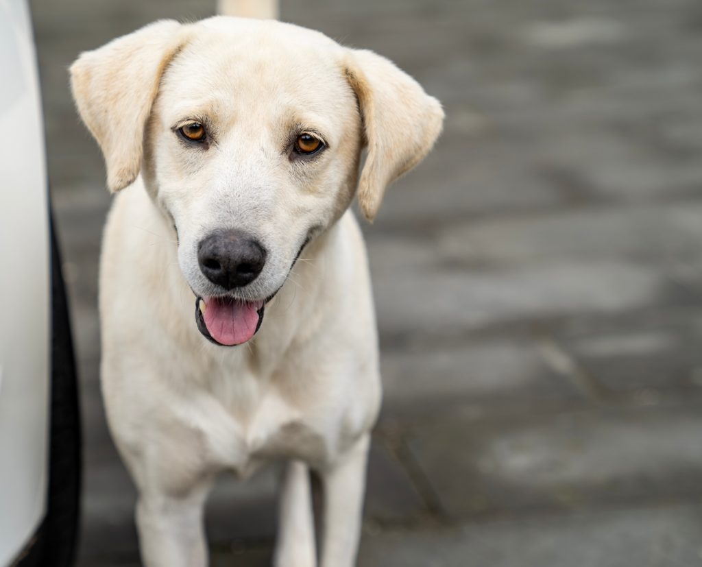 what is the ideal weight for a female labrador