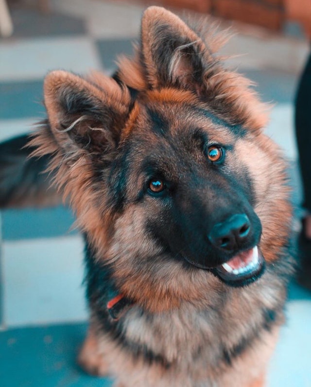 how much should a female german shepherd weigh