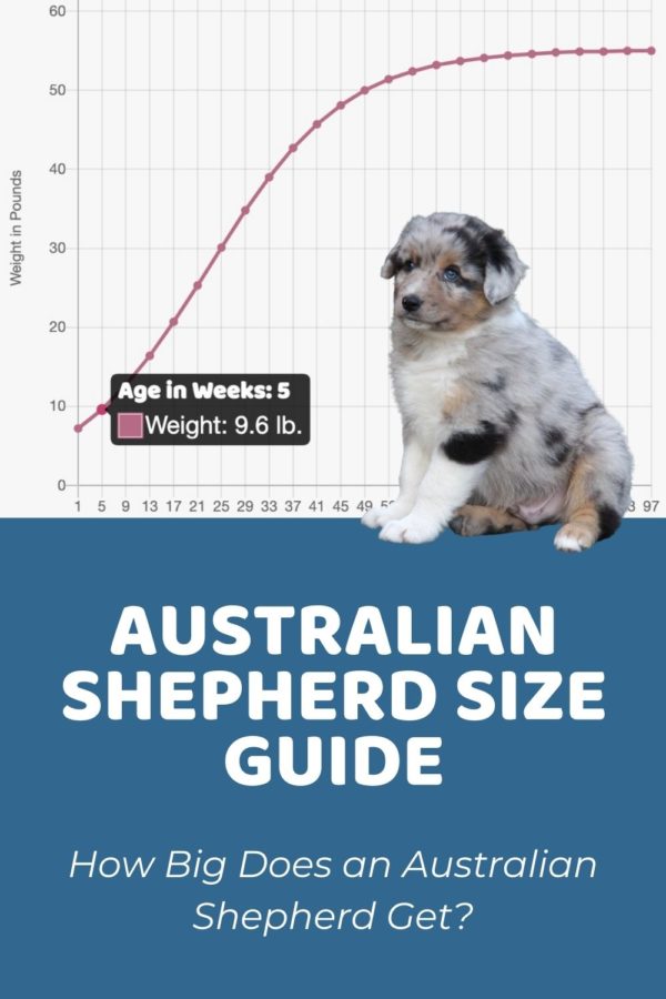 Australian Shepherd (Standard) Archives Puppy Weight