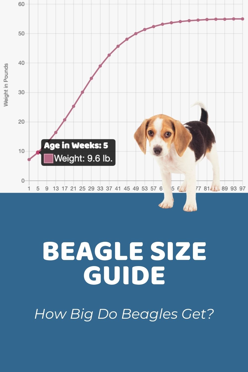 how much should my 1 month old beagle puppy weigh