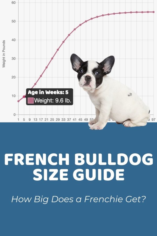 Interactive French Bulldog Growth Chart and Calculator - Puppy Weight ...