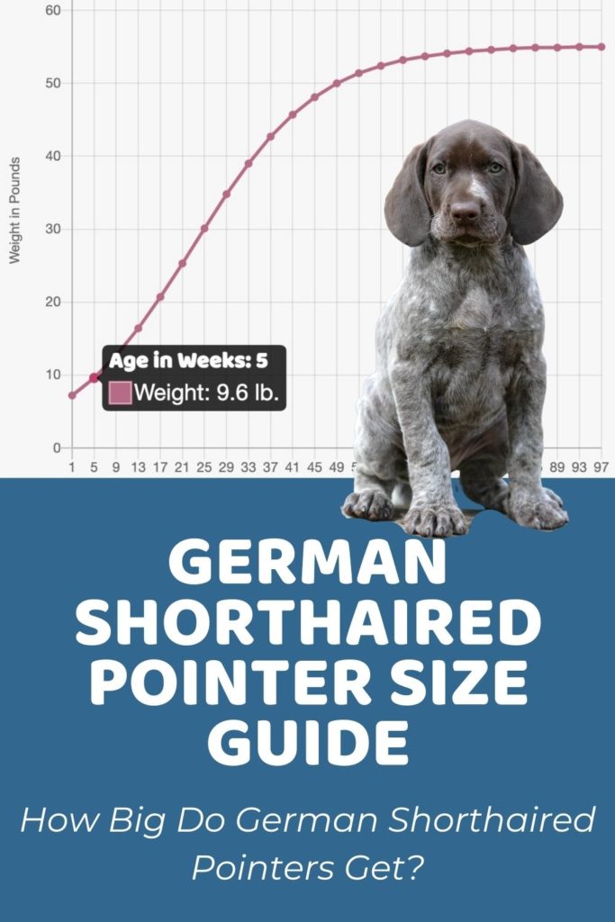 German Shorthaired Pointer Size Guide_ How Big Do German Shorthaired Pointers Get_