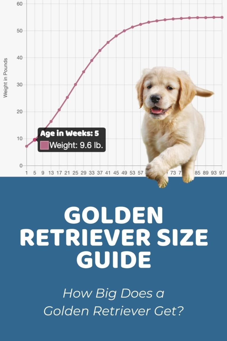 Golden Retriever Size Guide: How Big Does a Golden Retriever Get?