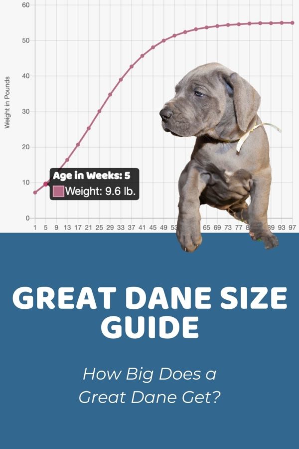 Interactive Great Dane Growth Chart and Calculator Puppy Weight