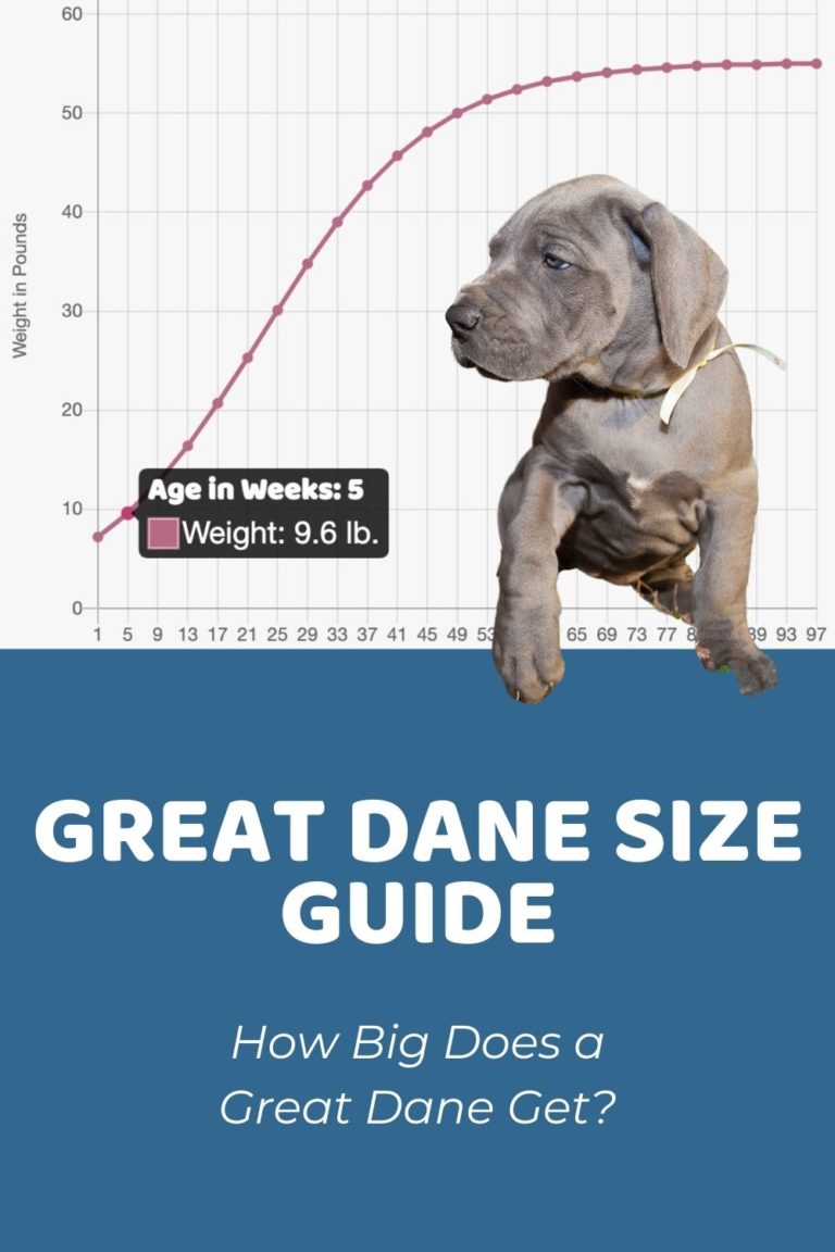 Great Dane Archives - Puppy Weight Calculator