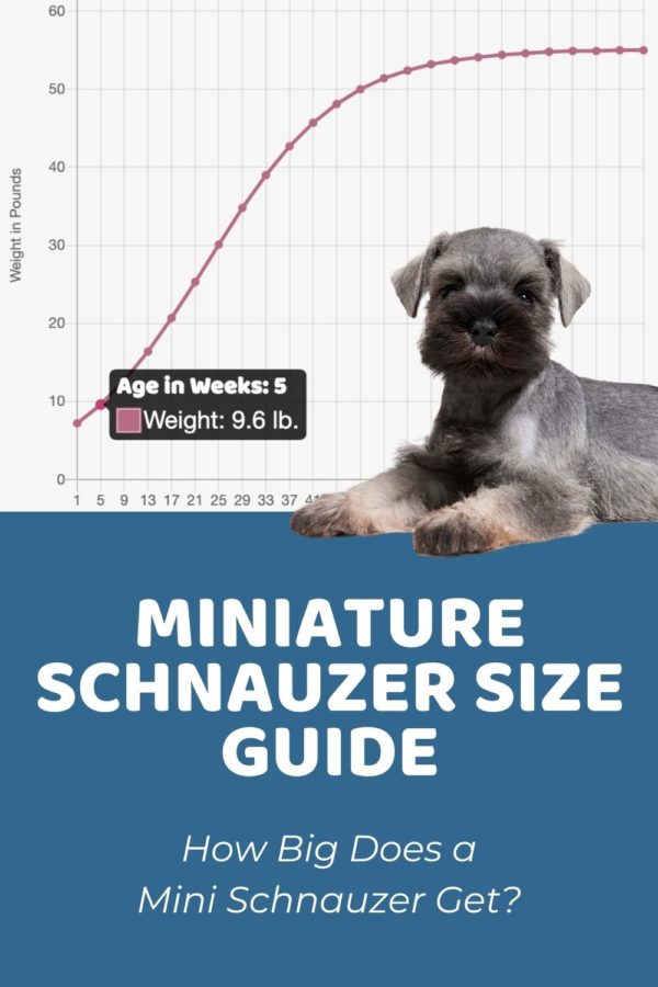 Interactive Miniature Schnauzer Growth Chart and Calculator - Puppy ...