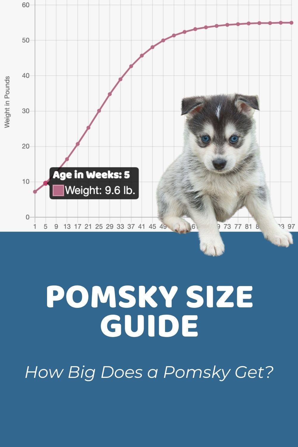 how big is a full grown pomsky