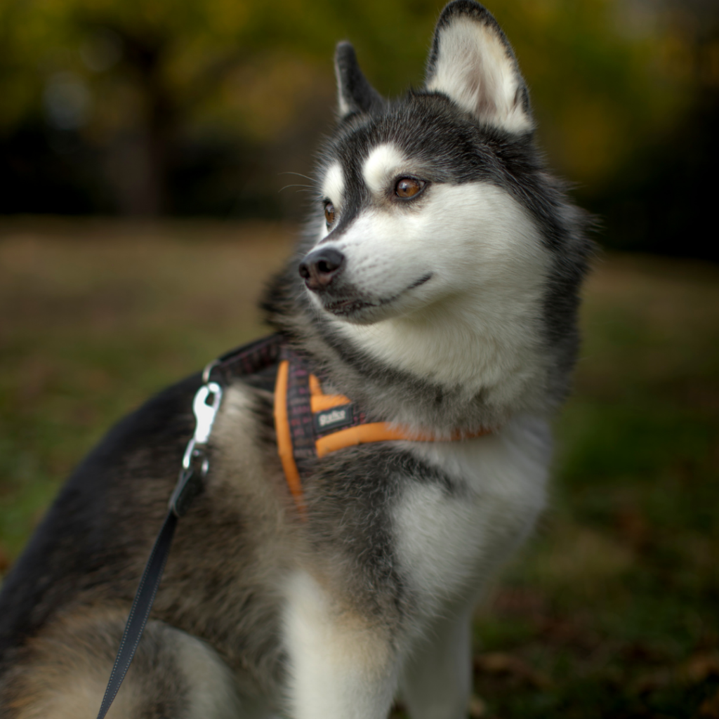 how much does a full grown pomsky weigh