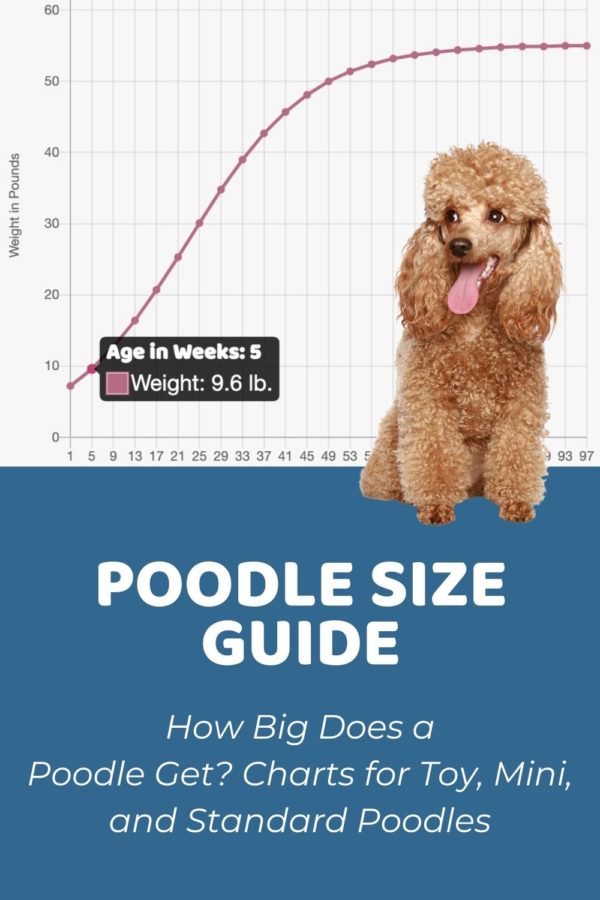 Interactive Poodle (Miniature) Growth Chart and Calculator - Puppy ...
