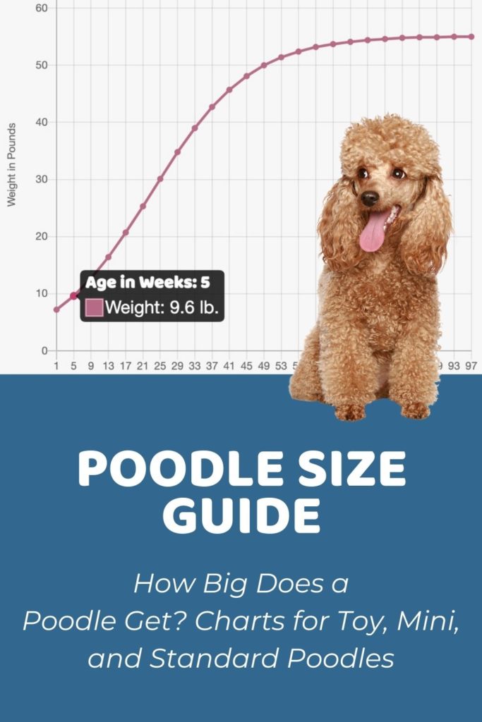 Poodle Size Guide_ How Big Does a Poodle Get_