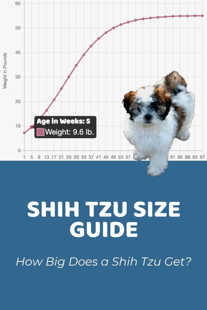 Shih Tzu Size Guide_ How Big Do Shih Tzus Get_