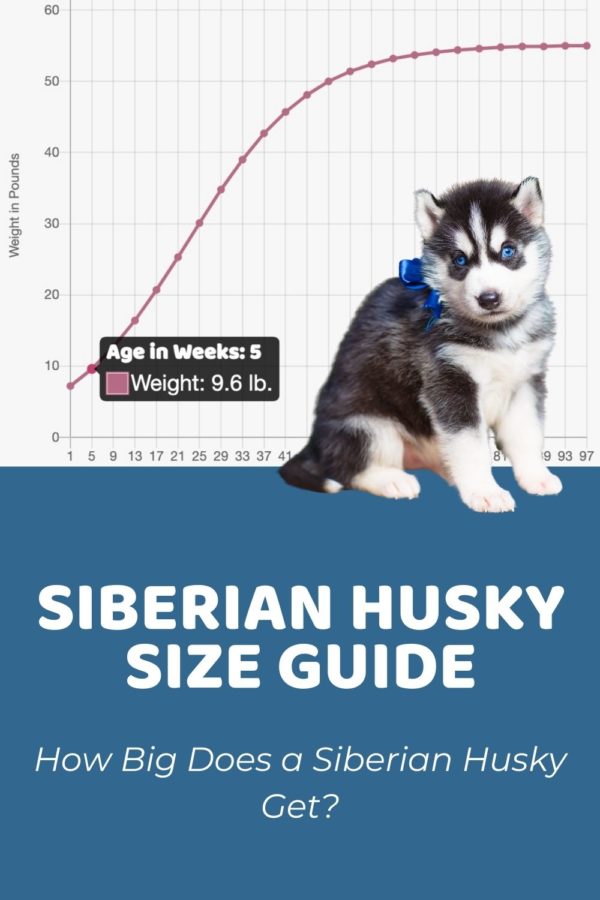 Siberian Husky Archives Puppy Weight Calculator