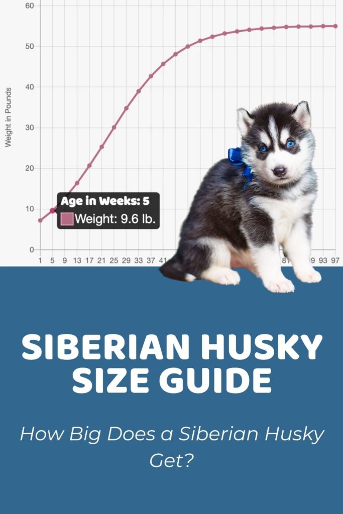 Siberian Husky Size Guide_ How Big Does a Siberian Husky Get_