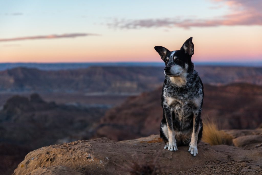 australian shepherd