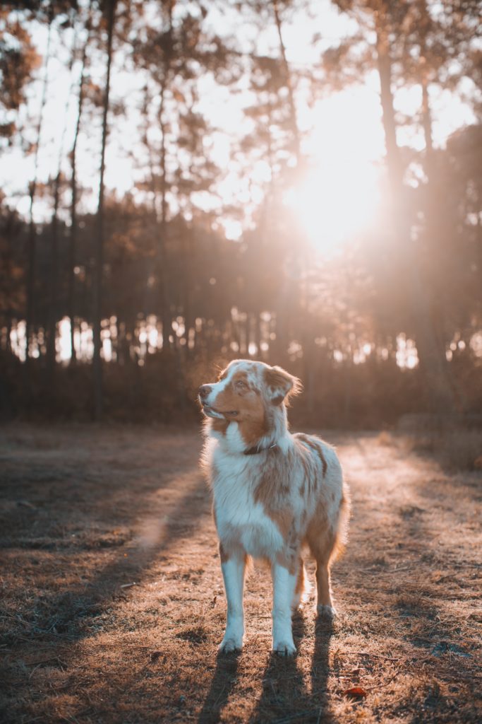 Australian Shepherd